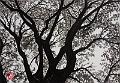 encre de chine_0017